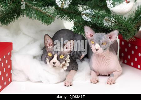 Zwei Sphynx Cats liegen unter dem Weihnachtsbaum mit festlichen roten Tupfen-Geschenkboxen darunter. Weihnachtliche Vollblut-Katzen. Stockfoto