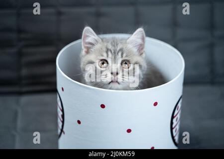 Lustige graue schottische gerade Kätzchen spielt springen und sieht aus Geschenkbox mit Herz auf Sofa zu Hause. Lustige Baby Katze tabby ind Stockfoto