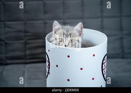Lustige graue schottische gerade Kätzchen spielt springen und sieht aus Geschenkbox mit Herz auf Sofa zu Hause. Lustige Baby Katze tabby ind Stockfoto