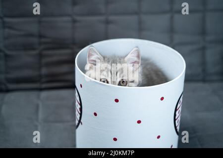 Cute Katze Kind der grauen Farbe Scottish Straight Rasse in Form von Geschenk in Box mit Herz zu Hause. Tabby Kätzchen spielt mit einem Geschenk w Stockfoto