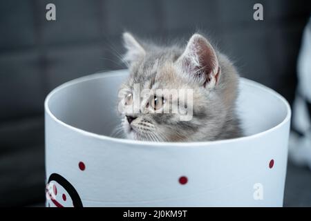 Cute Katze Kind der grauen Farbe Scottish Straight Rasse in Form von Geschenk in Box mit Herz zu Hause. Tabby Kätzchen spielt mit einem Geschenk w Stockfoto