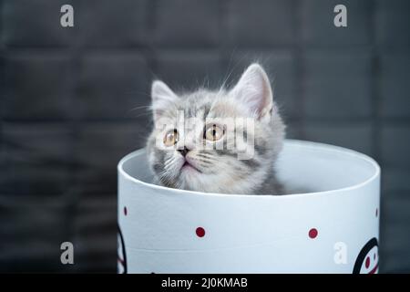 Cute Katze Kind der grauen Farbe Scottish Straight Rasse in Form von Geschenk in Box mit Herz zu Hause. Tabby Kätzchen spielt mit einem Geschenk w Stockfoto