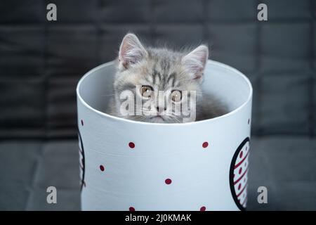 Cute Katze Kind der grauen Farbe Scottish Straight Rasse in Form von Geschenk in Box mit Herz zu Hause. Tabby Kätzchen spielt mit einem Geschenk w Stockfoto