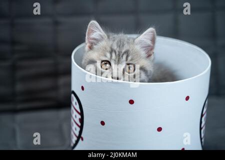 Lustige graue schottische gerade Kätzchen spielt springen und sieht aus Geschenkbox mit Herz auf Sofa zu Hause. Lustige Baby Katze tabby ind Stockfoto