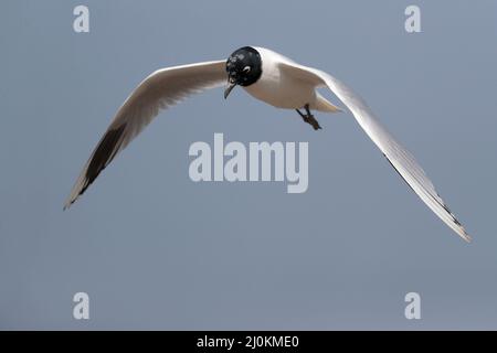 Saunders-Möwe (Chroicocephalus saundersi), Zuchtgefieder Erwachsener, Seitenansicht stehend, Mai Po, Hongkong 25. Februar 2022 Stockfoto