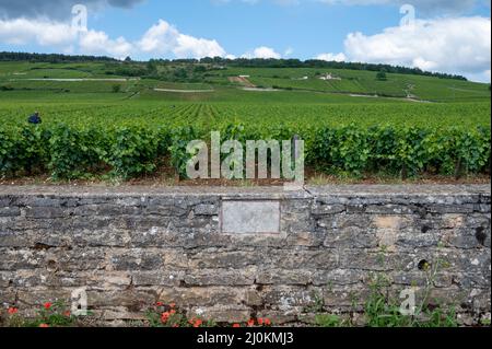 Berühmte clos Pinnot noir Weinberge mit Steinmauern in der Nähe von Nuits-Saint-Georges in der Weinregion Burgund, Frankreich Stockfoto