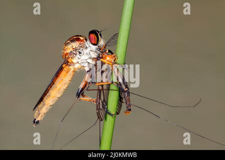 Raubfliege, Familie Asilidae. Unbekannte Arten, da die meisten Raubfliegen in dieser Familie ähnlich aussehen und auf einem Foto schwer zu identifizieren sind. Stockfoto