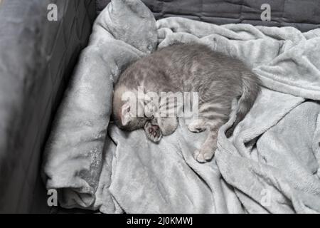 Entzückendes kleines Haustier. Niedliches Kindertier. Niedliches kleines Kätzchen von grauer Farbe der Scottish Straight Rasse schläft süß auf bedsp Stockfoto