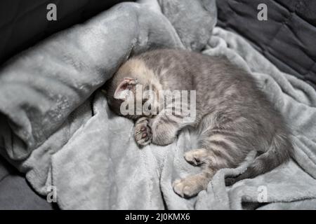 Schlafende Katze, perfekter Traum. Tierkind schlief ein. Schöne kleine grau gestromte Kätzin von Scottish Straight Rasse schläft swe Stockfoto