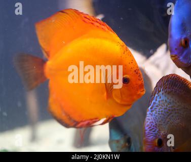 Blick auf die im bepflanzten Aquarium schwimmenden Diskusfische. Tropische Fische. Stockfoto