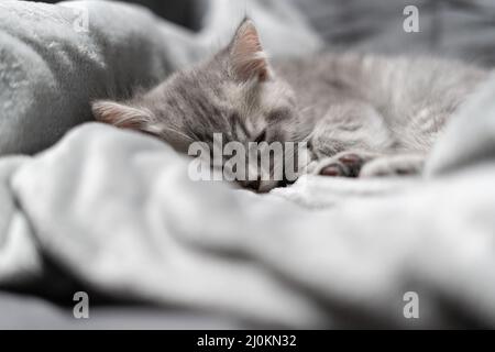Kleine graue Schottische gerade Kätzchen schlafen süß auf grauem Bettüberwurf auf dem Sofa. Das Thema ist Pflege und Liebe für Haustiere. Schutz und Stockfoto