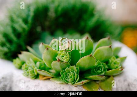 Nahaufnahme von Eheringen auf der Eonium-Pflanze auf unscharfem Hintergrund. Stockfoto