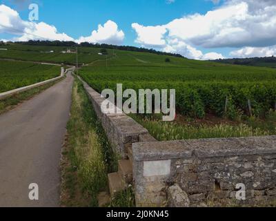 Berühmte clos Pinnot noir Weinberge mit Steinmauern in der Nähe von Nuits-Saint-Georges in der Weinregion Burgund, Frankreich Stockfoto