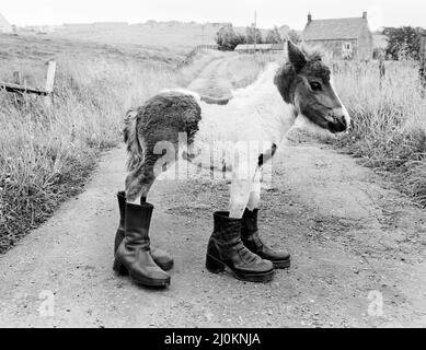 Großbritanniens kleinstes Shetland-Pony „Lucky“. Als sie geboren wurde, war sie nur 14 cm lang. Sie wird warten müssen, bis sie ein wenig aufwächst, bevor sie mit Hufeisen ausgestattet werden kann.Glückliches Bild hier stehend in zwei Paar alten Stiefeln August 1980. Stockfoto