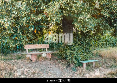 Kleine Holzbank, Rastplatz unter dem Baum Stockfoto