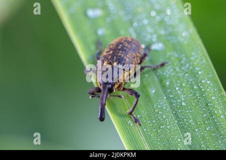 Insektenkäfer Black Vine Weevil - Otiorhynchus sulcatus, die tschechische Tierwelt Stockfoto