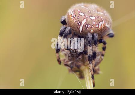 Gewöhnliche Kreuzspinne sitzend Gras Stockfoto