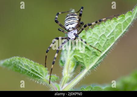 Argiope bruennichi (Wespenspinne) im Netz Stockfoto