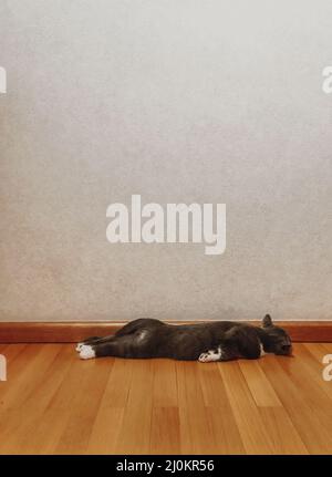 Faul schläfrig Katze Haustier schlafen auf dem Bauch mit den Beinen aus auf Holzboden Stockfoto