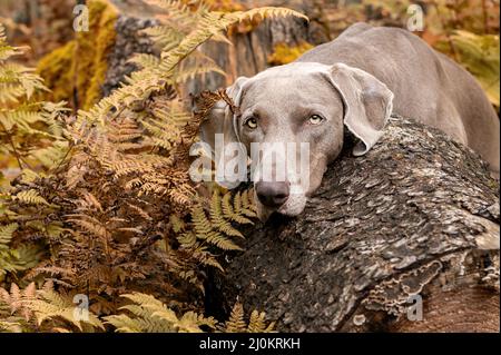 Weimaraner Jagdhund im Wald Stockfoto