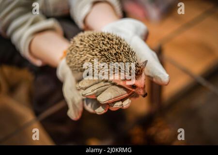 Niedliches Igel-Bild Stockfoto