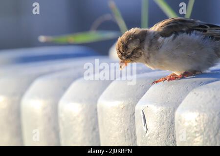 Nahaufnahme, eine Studie eines Sperling. Sperlinge sind Singvögel. Stockfoto