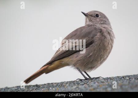 Ein schwarzer Rottanz sitzt auf einem Dach. Ein songbird-Porträt. Stockfoto