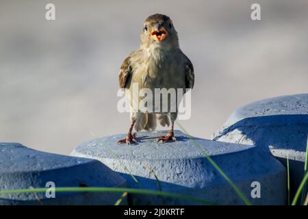 Nahaufnahme, eine Studie eines Sperling. Sperlinge sind Singvögel. Stockfoto