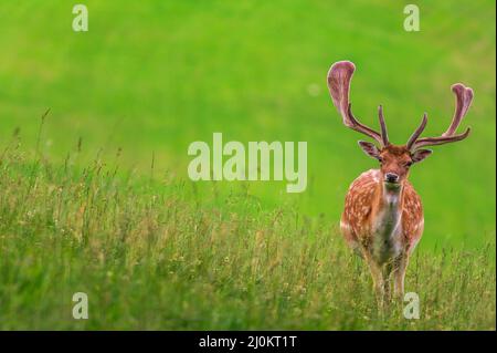 Reh auf einer Wiese Stockfoto