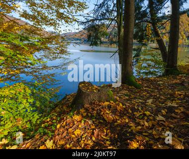 Waldwiese am Ufer des malerischen Sees. Vilshany Wasserreservoir am Tereblya Fluss, Transkarpatien, Ukraine. Wunderschön A Stockfoto