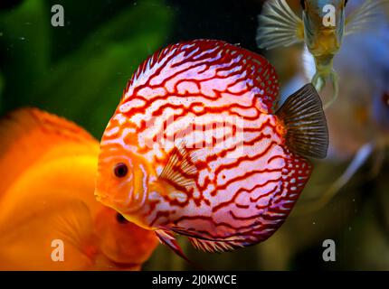 Blick auf die im bepflanzten Aquarium schwimmenden Diskusfische. Tropische Fische. Stockfoto