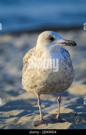Porträt einer Schwarzkopfmöwe. Schwarzkopfmöwe am Strand der Ostsee. Stockfoto