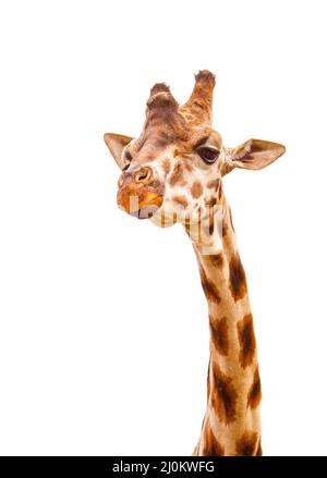 Nahaufnahme des Giraffenkopfes isoliert auf Weiß Stockfoto