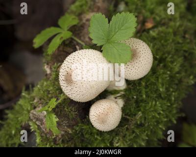 Pilze wachsen auf einem moosigen Baum im Herbstwald. Stockfoto