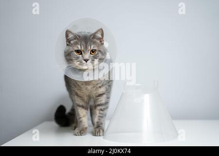 Graue Schottische gerade Katze mit gelben Augen im medizinischen Halsband posiert im Studio auf grauem Hintergrund. Elisabethanischen Kragen. Inland c Stockfoto