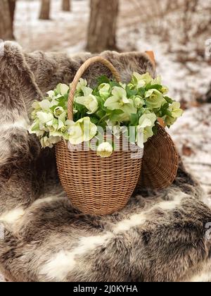 Bouquet von weiß blühenden Hellebore blüht im Weidenkorb im frühen Frühjahr im Wald Stockfoto