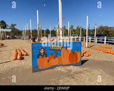 Ein Haufen Kürbisse am Kürbisfeld. Feld von orangen Kürbissen während der Erntezeit. Stockfoto