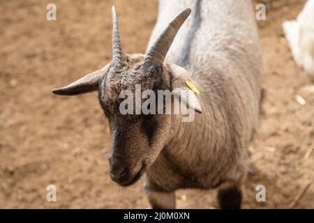 Tierporträt einer Ziege mit Hörnern hohe Qualität Stockfoto