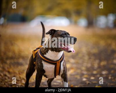 Ein erwachsener brauner amerikanischer Pitbull Terrier steht in einem Herbstpark und schaut zur Seite. Der Mund ist offen und die Zunge klebt Stockfoto