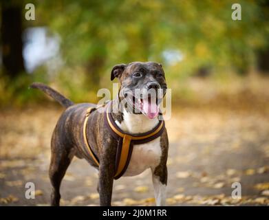 Dog American Pit Bull Terrier steht im Herbstpark und schaut auf die Kamera. Zunge ragt aus dem Mund, guter Hund Stockfoto