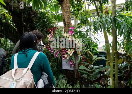 New York, NY - 19. März 2022: Besucher besuchen die jährliche Frühjahrs-Orchideenschau im New York Botanical Garden Stockfoto