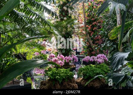 New York, NY - 19. März 2022: Besucher besuchen die jährliche Frühjahrs-Orchideenschau im New York Botanical Garden Stockfoto