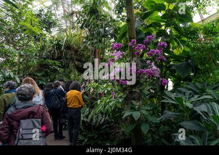 Am 19. März 2022 besuchen die Menschen die jährliche Frühjahrsgartenschau im New York Botanical Garden in New York. Die diesjährige Show wurde von dem Designer Jeff Leatham entworfen, dem berühmten künstlerischen Leiter des Four Seasons Hotel George V in Paris und dem Blumendesigner der Stars. Die Show heißt Jeff Leathams Kaleidoskop. Menschen, die das Konservatorium betreten, werden wegen der COVID-19-Pandemie immer noch empfohlen, Masken zu tragen. Die Orchid-Shows wurden wegen einer Pandemie für zwei Jahre abgesagt und kehrten in vollem Gange in diesem Jahr zurück. (Foto von Lev Radin/Sipa USA) Stockfoto