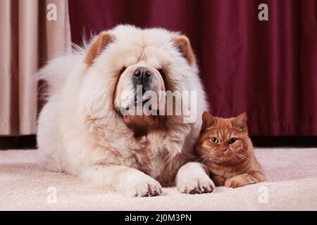 Freundschaft eines Hundes und einer Katze. Die Rasse des Hundes Chow Chow und die rote Katze der britischen Rasse. Stockfoto