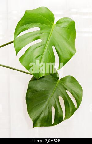 Grüne Blätter einer tropischen Monstera-Pflanze vor einem Hintergrund weißer Vorhänge aus der Nähe Stockfoto