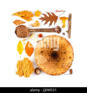 Herbstkomposition. Muster aus getrockneten bunten Herbstblättern und Pilzen auf weißem Hintergrund Stockfoto