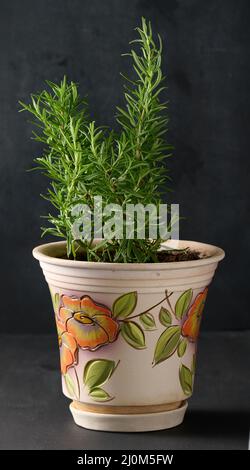 Rosmarinbusch im Keramiktopf anbauen, auf weißem Tisch würzen Stockfoto