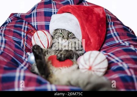 Weihnachtskatze in einer kuscheligen karierten Decke. Weihnachtskatze mit Weihnachtsbaumschmuck. Festliche, kuschelige Komposition. Die Katze nicht lik Stockfoto