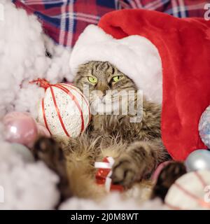 Weihnachten Tiger Katze mit Geschenk und Dekorationen. Schrecklicher Weihnachtsmann. Tiger Katze wartet auf weihnachten Stockfoto