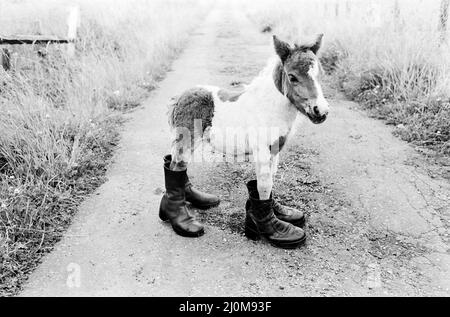 Großbritanniens kleinstes Shetland-Pony „Lucky“. Als sie geboren wurde, war sie nur 14 cm lang. Sie wird warten müssen, bis sie ein wenig aufwächst, bevor sie mit Hufeisen ausgestattet werden kann.Glückliches Bild hier stehend in zwei Paar alten Stiefeln August 1980. Stockfoto